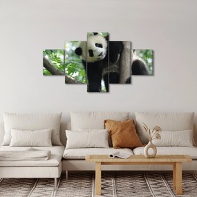 Obraz - Panda na drzewie (125x70 cm)