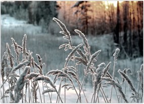 Obraz na szkle - Frozen Meadow (70x50 cm)