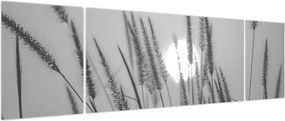 Obraz - Łąka o zachodzie słońca (170x50 cm)