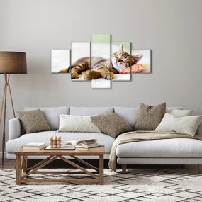 Obraz - Śpiący kotek (125x70 cm)