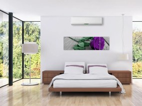 Obraz - Fioletowa róża z zieloną łodygą (170x50 cm)
