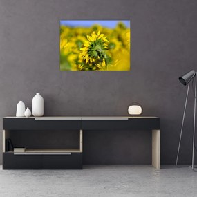 Obraz na szkle słonecznika (70x50 cm)