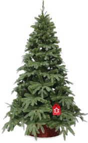 Jodła naturalna 150 cm