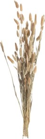 Bukiet Dmuszka 60cm beige