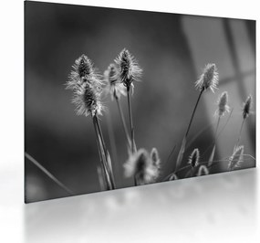 Obraz na szkle - Beżowa miękka trawa N⁰2 (70x50 cm)