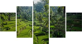 Obraz tarasów ryżowych Tegalalang, Bali (125x70 cm)