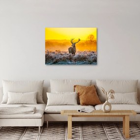 Obraz - Jeleń o wschodzie słońca (70x50 cm)