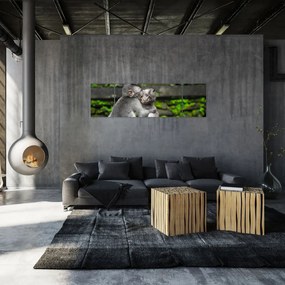 Obraz - małpki (170x50 cm)