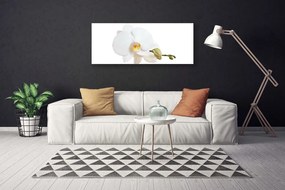Obraz Canvas Kwiat Roślina Natura