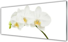 Panel Szklany do Kuchni Świeże Pędy Kwitnącej Orchidei