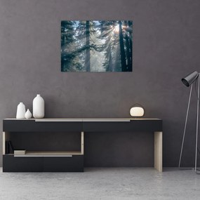 Obraz drzew, przez które prześwieca słońce (70x50 cm)