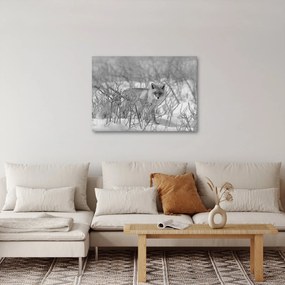 Obraz - Lis, czarno - biały (70x50 cm)