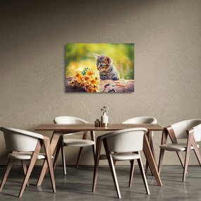 Obraz na szkle - kotek patrzący na kwiat (70x50 cm)