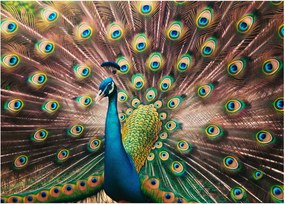 Obraz - Paw (70x50 cm)
