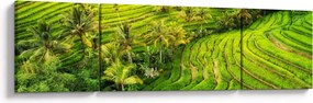 Obraz - Pola ryżowe (170x50 cm)