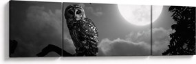 Obraz - Nocna sowa, czarno-biały (170x50 cm)