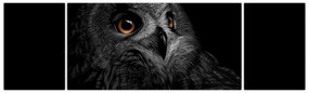 Obraz - Sowa, ilustracja (170x50 cm)