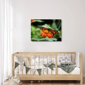 Obraz na szkle motyla na kwiatku (70x50 cm)