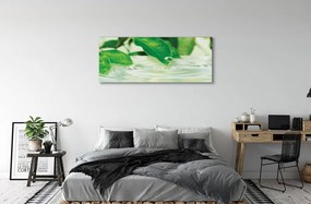 Zdjęcie na płótnie Krople Deszczu na Liściach