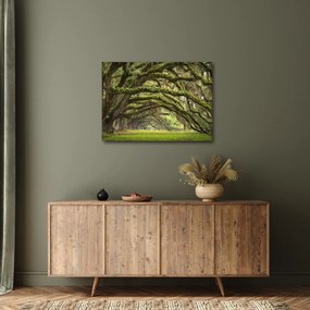 Obraz - Oaks Avenue, Charleston, Karolina Południowa, USA (70x50 cm)