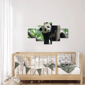 Obraz - Panda na drzewie (125x70 cm)