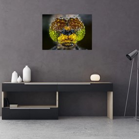 Obraz na szkle - szczegółowy obraz oczu owadów (70x50 cm)