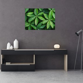 Obraz na szkle - Liście z kroplami rosy (70x50 cm)