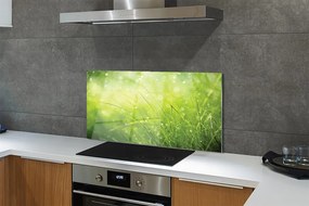 Szklany Panel Świeżość Rosy na Trawie