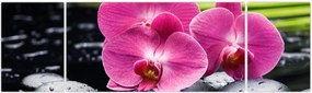 Obraz - Różowe orchidee z liściem palmy (170x50 cm)