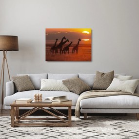 Obraz na szkle - Żyrafy na afrykańskiej sawannie (70x50 cm)