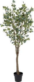 Sztuczny eukaliptus (wysokość 173 cm) Eucalyptus – Ixia