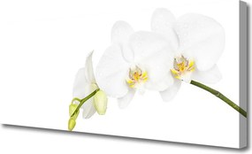 Obraz canvas Letni Ogród Botaniczny