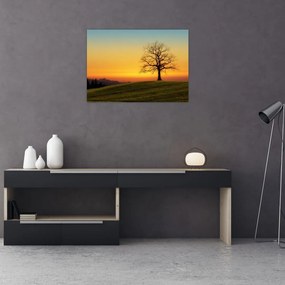 Obraz na szkle drzewa na polu (70x50 cm)