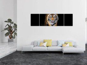 Obraz - Tygrys (170x50 cm)