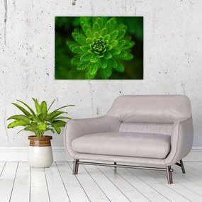 Obraz na szkle - drzewo iglaste (70x50 cm)