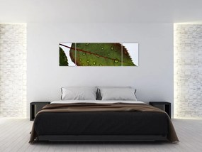 Obraz - Liść róży (170x50 cm)