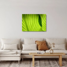 Obraz na szkle - Szczegół zielonego liścia (70x50 cm)