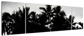 Obraz czarno - biały - palmy (170x50 cm)