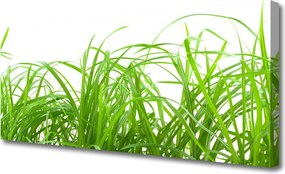 Zdjęcie na płótnie Soczysta Zielona Trawa