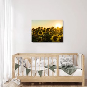 Obraz na szkle - pole słoneczników (70x50 cm)
