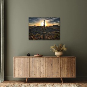Obraz - kaktusy w słońcu (70x50 cm)
