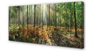 Zdjęcie na płótnie Las Brzozowy