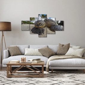 Obraz żółwia (125x70 cm)