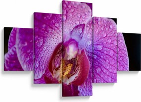 Zbliżenie kwiatu orchidei (125x70 cm)