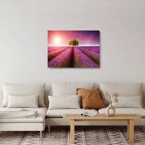 Obraz na szkle pola z lawendą (70x50 cm)