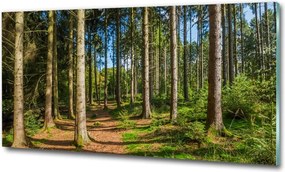 Foto obraz szkło hartowane Panorama lasu