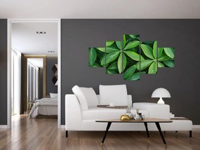 Obraz - Liście z kroplami rosy (125x70 cm)