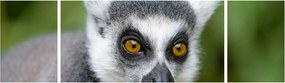 Obraz lemura (170x50 cm)
