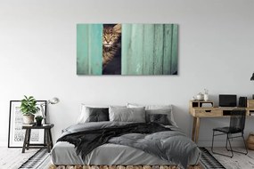 Zdjęcie na płótnie Ciekawski Kot Zaglądający