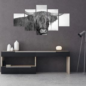 Obraz - Szkocka krowa 2, czarno - biały (125x70 cm)